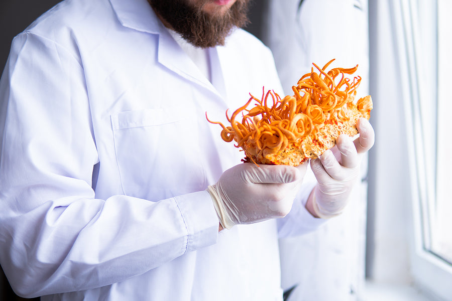 Is It Safe To Eat Cordyceps, The Zombie Mushroom?